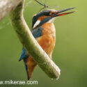 Kingfisher damselfly on head. June Suffolk. Alcedo atthis