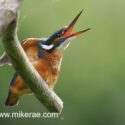 Kingfisher beak open on branch above river bank . June Suffolk. Alcedo atthis