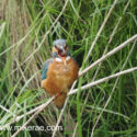 Kingfisher ejecting pellet. June Suffolk. Alcedo atthis