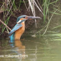 Kingfisher fish in beak standing in river. June Suffolk. Alcedo atthis