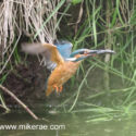 Kingfisher fish in beak flying from river. June Suffolk. Alcedo atthis
