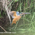 Kingfisher fish in beak flying away from river. June Suffolk. Alcedo atthis