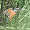 Kingfisher fish in beak flying above river. June Suffolk. Alcedo atthis