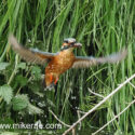 Kingfisher flying up muddy fish in beak looking away . June Suffolk. Alcedo atthis