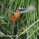 Kingfisher flying drops up muddy fish in beak looking away . June Suffolk. Alcedo atthis