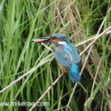 Kingfisher shiny back muddy fish in beak looking away . June Suffolk. Alcedo atthis