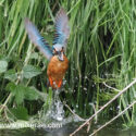 Kingfisher flying up with fish in beak by steep river bank . June Suffolk. Alcedo atthis