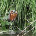 Kingfisher flying with fish in beak by steep river bank . June Suffolk. Alcedo atthis