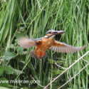 Kingfisher flying wings with fish in beak by steep river bank . June Suffolk. Alcedo atthis