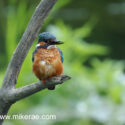 Kingfisher on branch above river bank . June Suffolk. Alcedo atthis