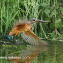 Kingfisher flying low over river. June Suffolk. Alcedo atthis