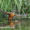Kingfisher flying low over river with fish. June Suffolk. Alcedo atthis