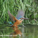 Kingfisher flying close low over river with fish. June Suffolk. Alcedo atthis