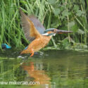 Kingfisher flying closer low over river with fish. June Suffolk. Alcedo atthis