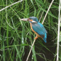 Kingfisher about to fly of old nettle with fish. June Suffolk. Alcedo atthis