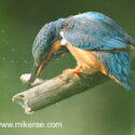 Kingfisher bashing a fish on head. June Suffolk. Alcedo atthis