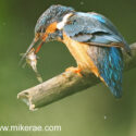 Kingfisher with bashed fish on head. June Suffolk. Alcedo atthis