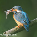 Kingfisher with fish in perch. June Suffolk. Alcedo atthis