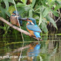 Kingfisher feeding fish to young on river bank. June Suffolk. Alcedo atthis