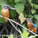 Kingfishers with fish on river bank. June Suffolk. Alcedo atthis