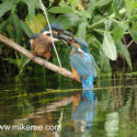 Kingfisher feeding young with fish close to water. June Suffolk. Alcedo atthis