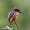 Kingfisher feathers flufted on perch. June Suffolk. Alcedo atthis