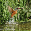 Kingfisher with fish fast river exit. June Suffolk. Alcedo atthis