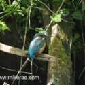 Kingfisher sitting ob sunny branch by dark river bank. June Suffolk. Alcedo atthis