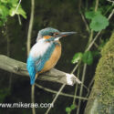 Kingfisher sitting in sun alert by dark river bank. June Suffolk. Alcedo atthis