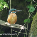 Kingfisher sitting alert by dark river bank. June Suffolk. Alcedo atthis