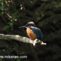 Kingfisher sitting part shade alert by dark river bank. June Suffolk. Alcedo atthis
