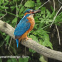 Kingfisher male with fish morning sunlight. June Suffolk. Alcedo atthis