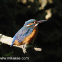 Kingfisher sitting low in the sun by dark river bank. June Suffolk. Alcedo atthis