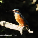 Kingfisher sitting alert in the sun by dark river bank. June Suffolk. Alcedo atthis