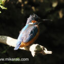 Kingfisher sitting rufflled in the sun by dark river bank. June Suffolk. Alcedo atthis
