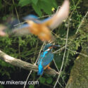 Kingfishers flying and sitting in dawn sunlight. July Suffolk. Alcedo atthis