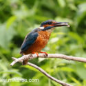 Kingfisher resting with small fish in the sun. June Suffolk. Alcedo atthis
