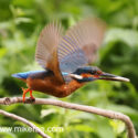Kingfisher take off with small fish in the sun. June Suffolk. Alcedo atthis