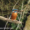Kingfisher stopped with dragonfly larva in the sun. June Suffolk. Alcedo atthis