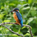 Kingfisher sitting above river in hot sun. July Suffolk. Alcedo atthis