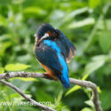 Kingfisher checking under wing above river in hot sun. July Suffolk. Alcedo atthis