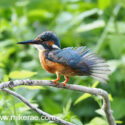 Kingfisher drying under wing above river in hot sun. July Suffolk. Alcedo atthis