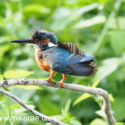 Kingfisher drying fluffy head above river in hot sun. July Suffolk. Alcedo atthis