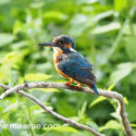 Kingfisher drying above river in hot sun. July Suffolk. Alcedo atthis
