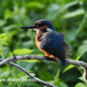 Kingfisher drying above river in warm sun. July Suffolk. Alcedo atthis