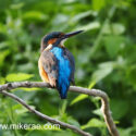 Kingfisher looking up drying above river in warm sun. July Suffolk. Alcedo atthis
