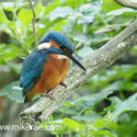 Kingfisher looking for fish in afternoon sunlight. September Suffolk. Alcedo atthis