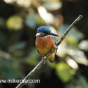 Kingfisher sitting on stick in afternoon sunlight. September Suffolk. Alcedo atthis