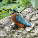 Kingfisher sitting on bark in afternoon sunlight. September Suffolk. Alcedo atthis