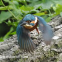 Kingfisher flying off bark in afternoon sunlight. September Suffolk. Alcedo atthis